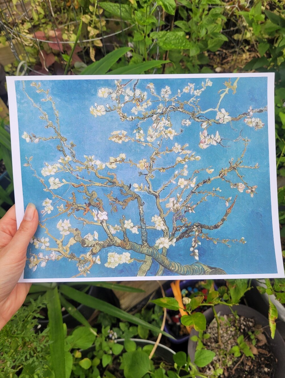 Blue Almond Blossom Wall Art Print